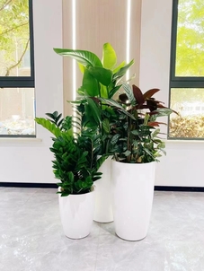 专业镇海植物租赁，给你专属绿色体验